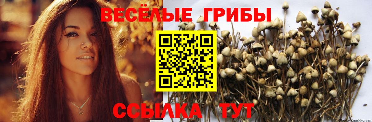 Острогожск  Псилоцибиновые грибы Psilocybe  Вход с VPN 